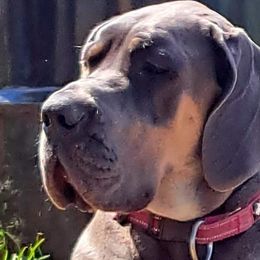 Nova - Great Dane