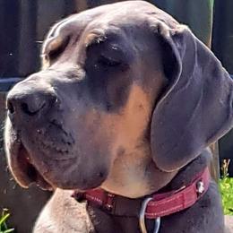 Nova - Great Dane