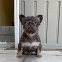 Joan - Blue female French Bulldog puppy in Lenora, Kansas from North Fork Frenchies