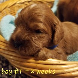 Cavapoo Puppies from Home Sweet Home Puppies