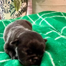 Pug Puppies from Masters Pugs