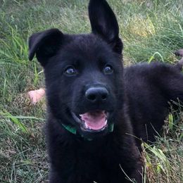 German Shepherd Puppies from Schroderhaus