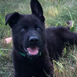 German Shepherd Puppies from Schroderhaus