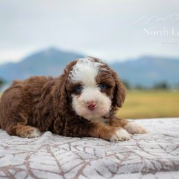 Montana - Red tri-color female Aussiedoodle puppy in Hamilton, Montana from North Lake Aussies