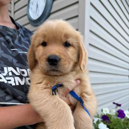 Blue boy - Golden male Golden Retriever puppy in Macy, Indiana from Macy Golden Meadows