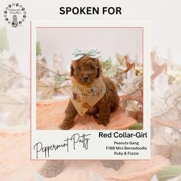 Red Collar - Peppermint Patty - Red female Bernedoodle puppy in Lexington, North Carolina from Deborah’s Doodles