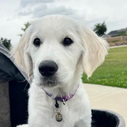 Casper - Light golden female Golden Retriever puppy in Fresno, California from Warwick’s Central California Goldens