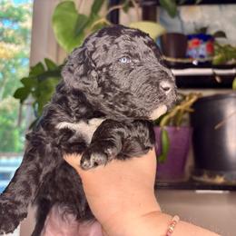 Aspen - Black phantom male Aussiedoodle puppy in Gresham, Oregon from Daisys Doodles