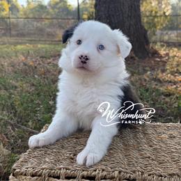 Blue eye - Black and white female Border Collie puppy in Nashville, Arkansas from Whisenhunt Farms