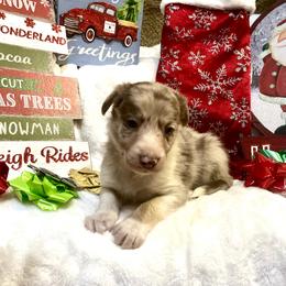 Border Collie and Jack Russell Terrier Puppies from CP FARMS BORDER COLLIES N JACKS CORP