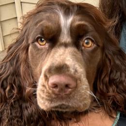 Eulalie - English Springer Spaniel