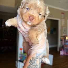 Dracula - Red merle male Miniature Australian Shepherd puppy in Buchanan, Georgia from Stanleyville Farm Mini Aussies