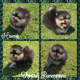 Maserati - Black and tan male Pomeranian puppy in Anna, Texas from Fantasy Pomeranians & Fantasy Aussies