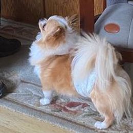 Chihuahua All Grown Up from Schroeder Chihuahuas