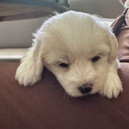 Puppy 3 - White male Coton de Tulear puppy in Fresno, California from Helmvine Cotons, Helmvinecotons.net