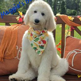 Maggie's Blue Boy - Cream male Goldendoodle puppy in Kountze, Texas from Texas Doodles LLC
