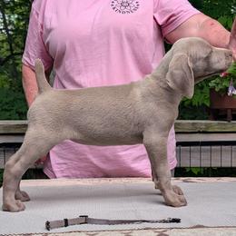 Cyndi - Silver gray female Weimaraner puppy in Evart, Michigan from Drehbar Weimaraners