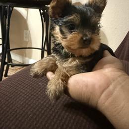 Green boy - Black and tan male Yorkshire Terrier puppy in Pomona, California from Lunio's Yorkies