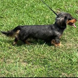 Cal - Dachshund