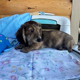 Dexter - Brindle male Dachshund puppy in Cherry Tree, Oklahoma from Peavine Creek Dachshunds