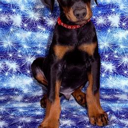 Red - Black and rust male Doberman Pinscher puppy in Louisville, Kentucky from Ruiz Dobermans