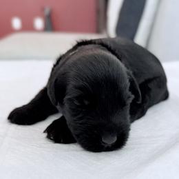 Lady White - Black female Giant Schnauzer puppy in Wildomar, California from My Angel Schnauzers