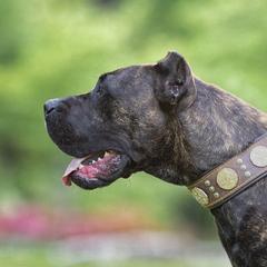 Perro de Presa Canarios from Terra Presa