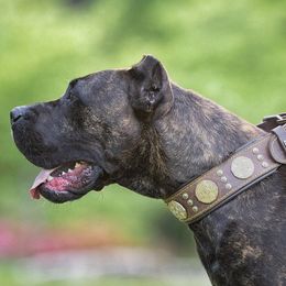 Perro de Presa Canarios from Terra Presa