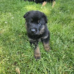German Shepherd Puppies from Tonkerhaus