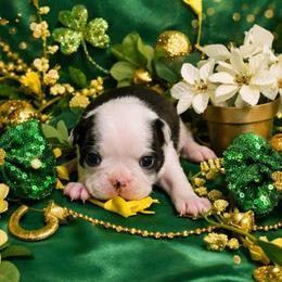 Classic Lady - Black and white female Boston Terrier puppy in George West, Texas from JT Bostons