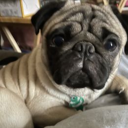 Pug Puppies from Wratchford Farms