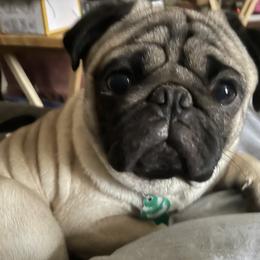 Pug Puppies from Wratchford Farms