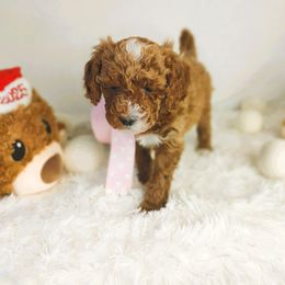 Cookie - Apricot female Goldendoodle puppy in Longview, Texas from WonderDoodles