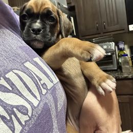 Girl 1 - female Boxer puppy in Madison, Georgia from Mary Moon