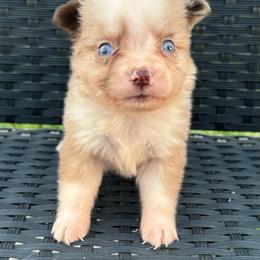 Giggle - Red merle female Miniature Australian Shepherd puppy in Stuart, Iowa from Arbor Hill Aussies