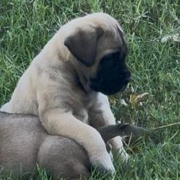 Fiona - Fawn female Mastiff puppy in Carthage, Missouri from Mama’s Mastiffs