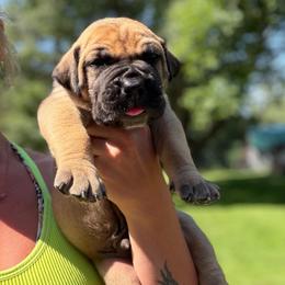 Blue Collar - Fawn male Boerboel puppy in Manitowoc, Wisconsin from Mae Boerboel