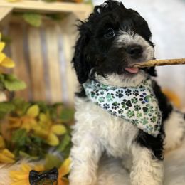 Jingle - Black and white Bernedoodle puppy in Linden, Michigan from MarmeDuke Doodles