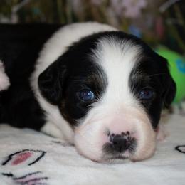 Puppy 7 - Black tri-color female Australian Shepherd puppy in Mayer, Arizona from Ms Priss Aussies