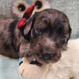 Bodock, pending DNA. - Dapple male Dachshund puppy in Waynesboro, Tennessee from Owl Hollow Farm Miniature Dachshunds