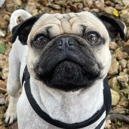 Pugs from Curly Tail Kennels & More
