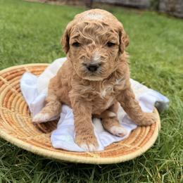 Strawberry - Red  female Goldendoodle puppy in Battleground, Washington from Doodles Delight PNW