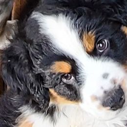 Flash (BTM2) NFS - Black Miniature Australian Shepherd puppy in Smiths Station, Alabama from Double T Mini Aussies