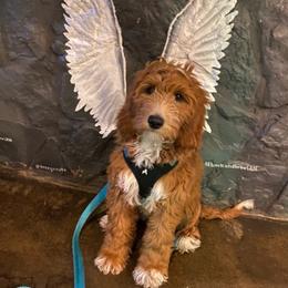 Goldendoodle Puppies from Alger Doodles