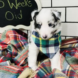 "Zero" Shetland Sheepdog Puppies from Southern Charm Sheltie Farm