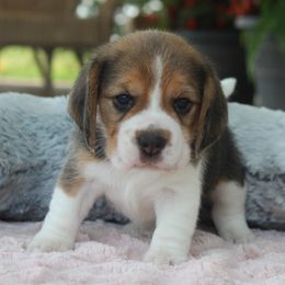 Patsey - Black tan and white female Beagle puppy in Morrill, Kansas from Kelle Beagles