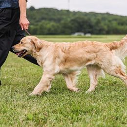 Grace Like Rain - Golden Retriever
