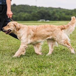 Grace Like Rain - Golden Retriever
