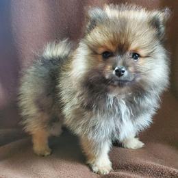 Olive - Blue sable female Pomeranian puppy in Bellevue, Iowa from Fluffy Wonders Poms and Doodles