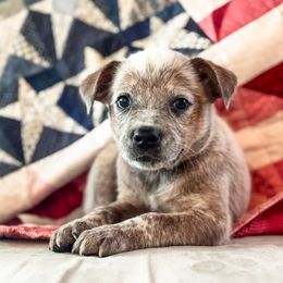 Teal boy - Red speckled male Australian Cattle Dog puppy in Corning, California from Diamond U Doodles & True Grit Stockdogs